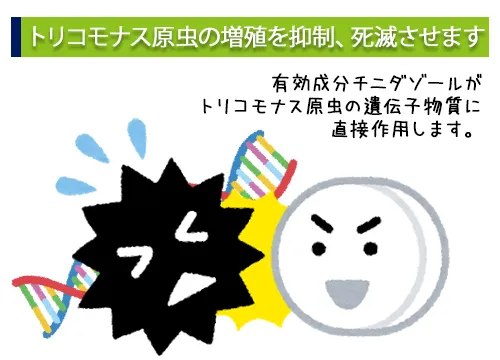 トリコモナス原虫の増殖を抑制、死滅させます