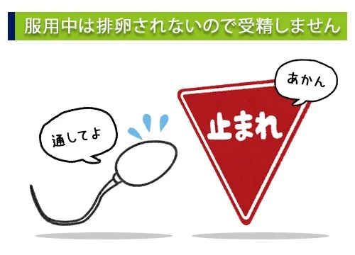 服用中は排卵されないので受精しません