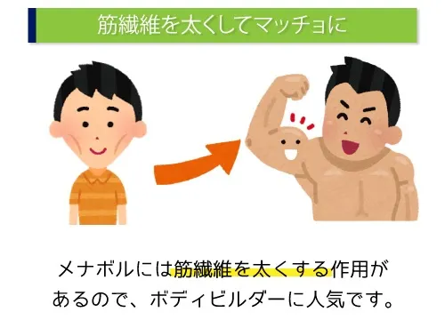 筋線維を太くしてマッチョに