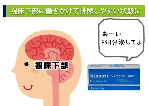 視床下部に働きかけて排卵しやすい状態に