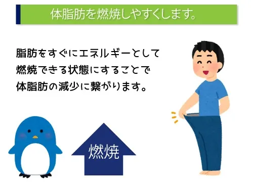 体脂肪を燃焼しやすくします。