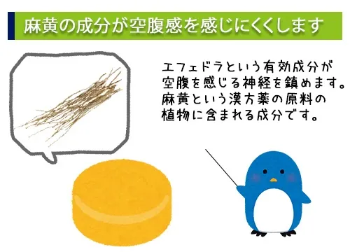 麻黄の成分が空腹感を感じにくくします