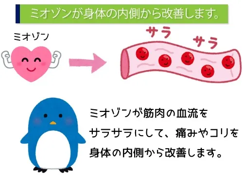 ミオゾンが身体の内側から改善します。