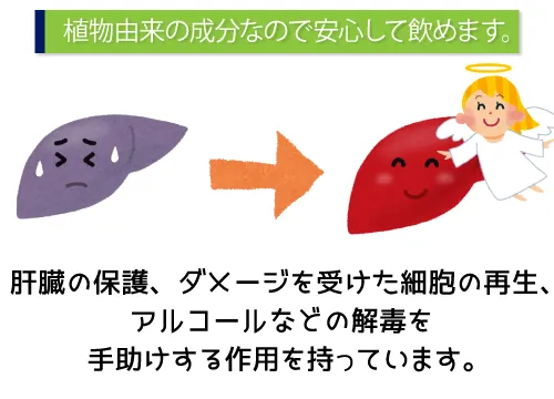 植物由来の成分なので安心して飲めます。
