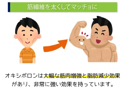 筋繊維を太くしてマッチョに